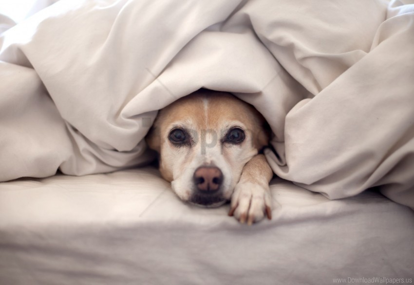 bed blanket dog lie look look out wallpaper Clear PNG images free download