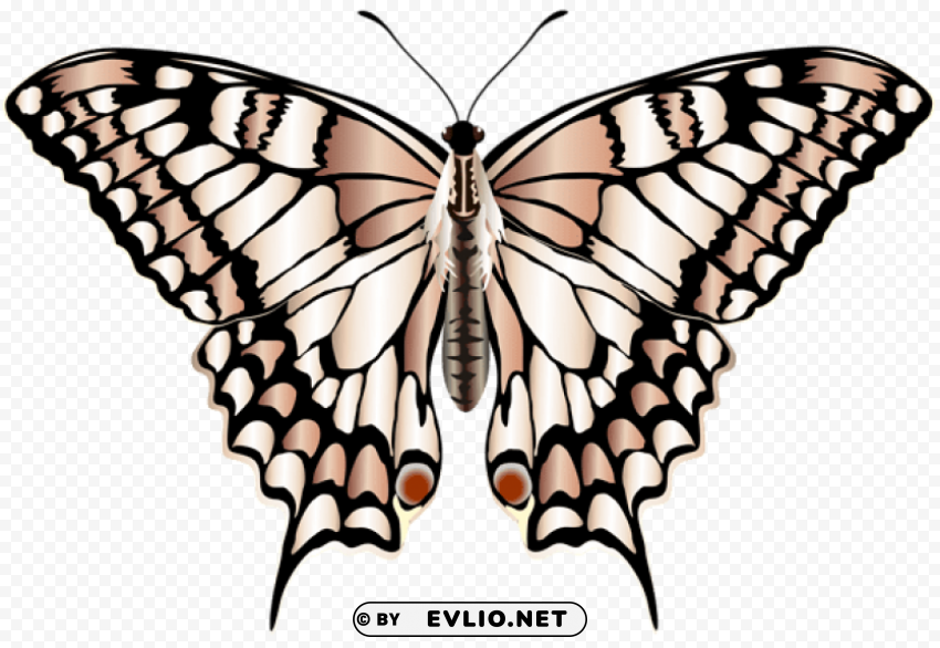Butterfly PNG Images With Alpha Transparency Free