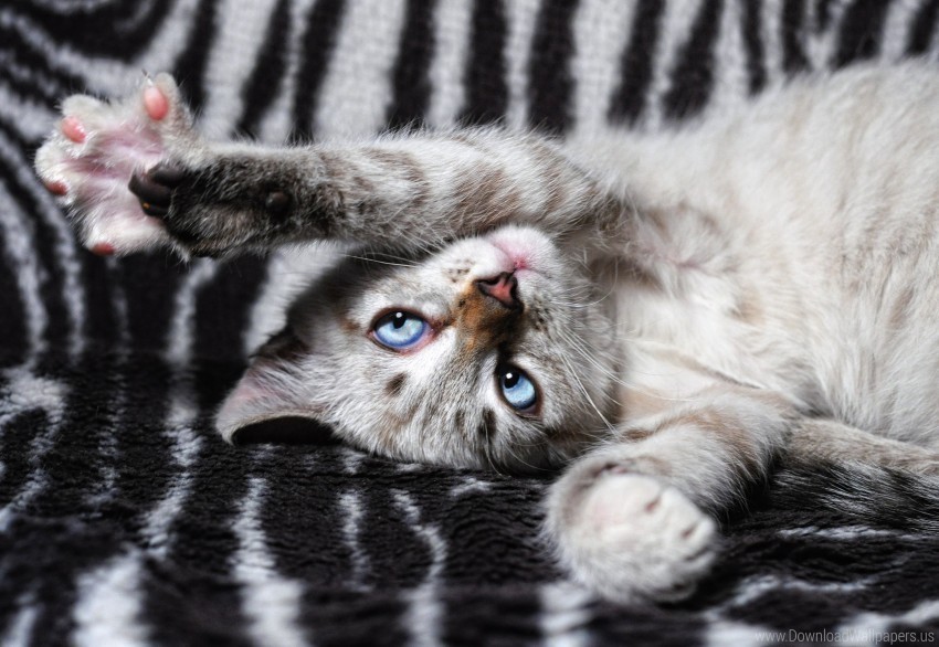 cat lies paws playful wallpaper Transparent PNG stock photos