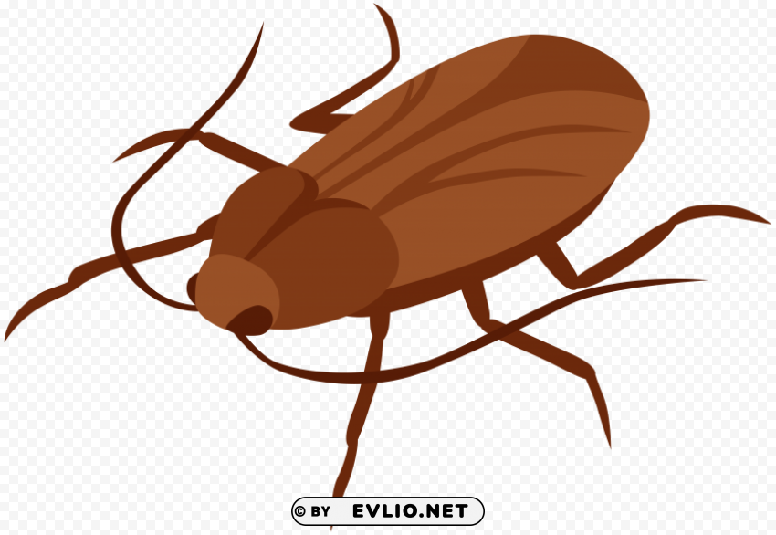cockroach PNG Graphic with Isolated Clarity