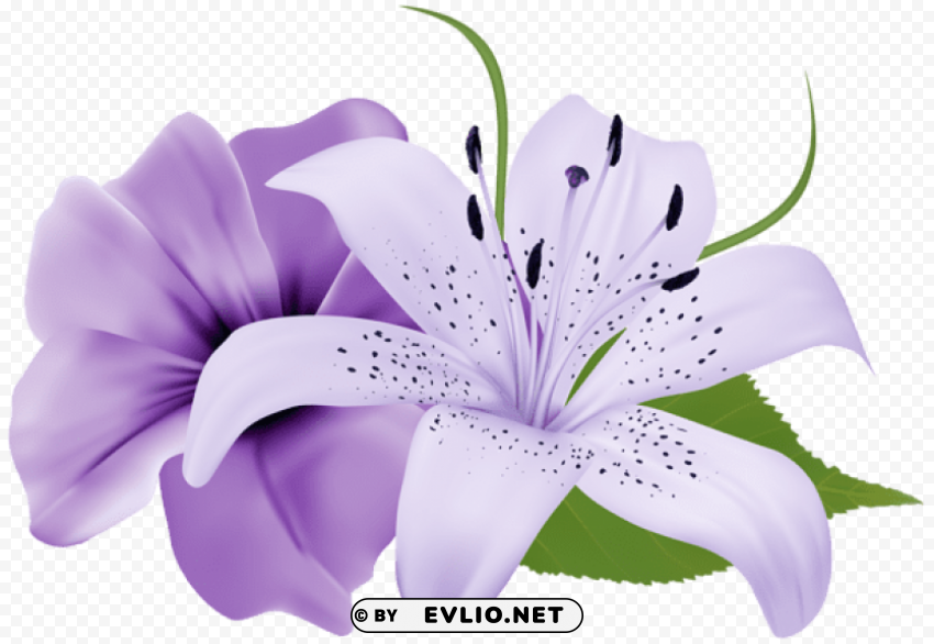 purple two exotic flowers PNG with cutout background