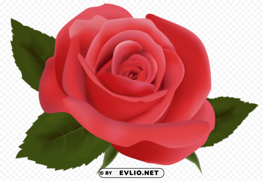 red rose Isolated Element with Clear PNG Background