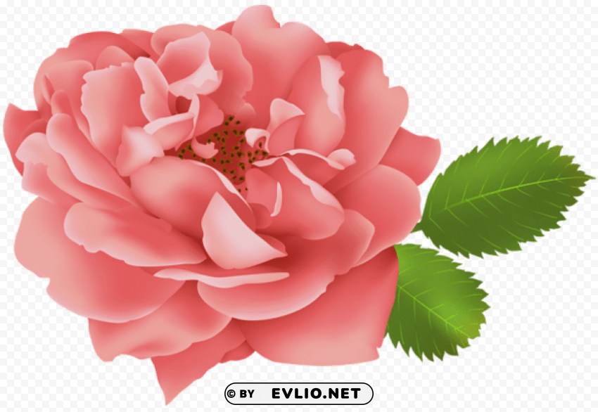 red rose flower bush Transparent PNG pictures for editing