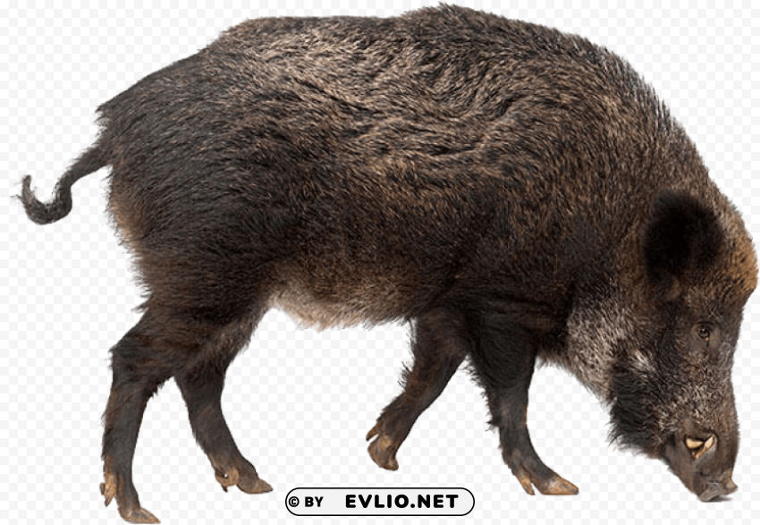 boar Isolated Element on HighQuality Transparent PNG