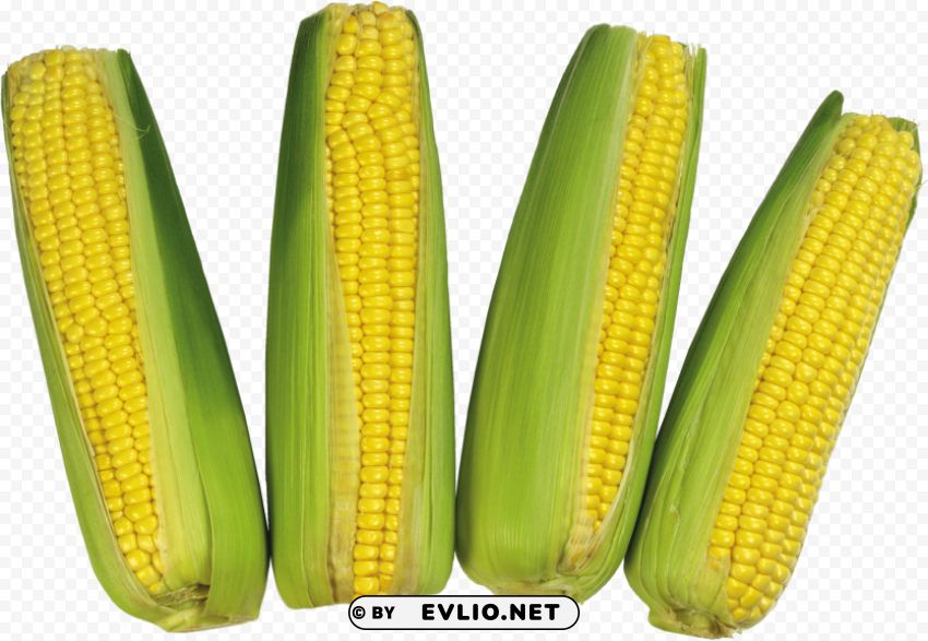 corn Clear Background PNG Isolated Subject