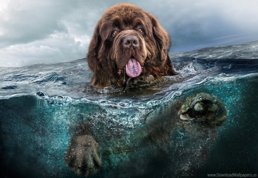 dog sea swim tongue water wallpaper Isolated Element in HighQuality PNG