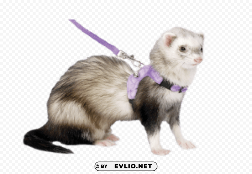 ferret Transparent PNG graphics archive png images background - Image ID 8e361236