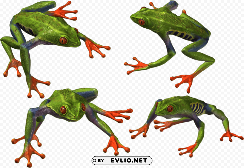 frog Isolated Subject with Clear PNG Background png images background - Image ID ae584a53