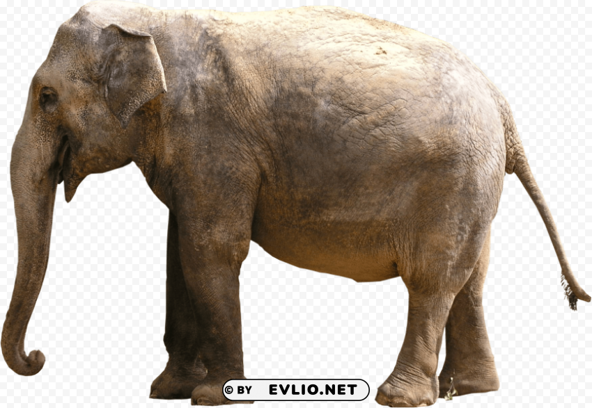 gray elephant standing Isolated Graphic on Clear PNG