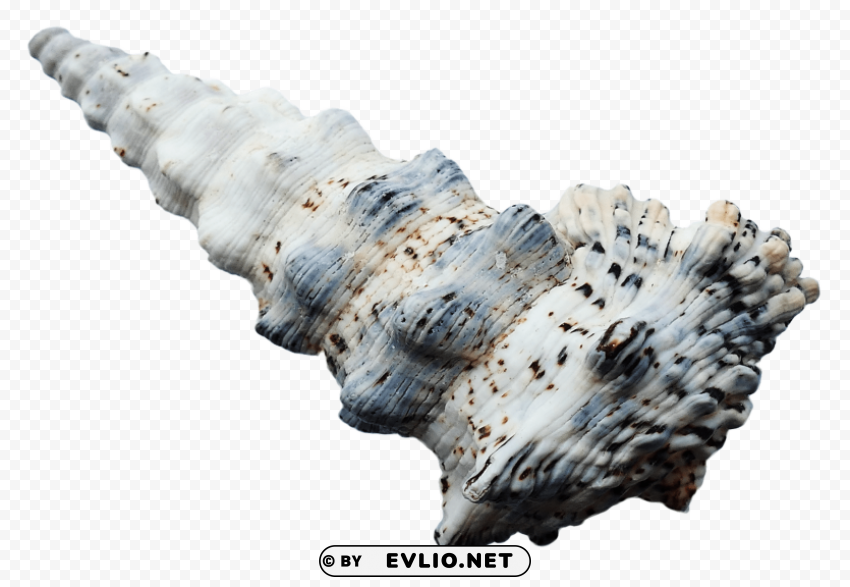sea ocean shell PNG with Isolated Object
