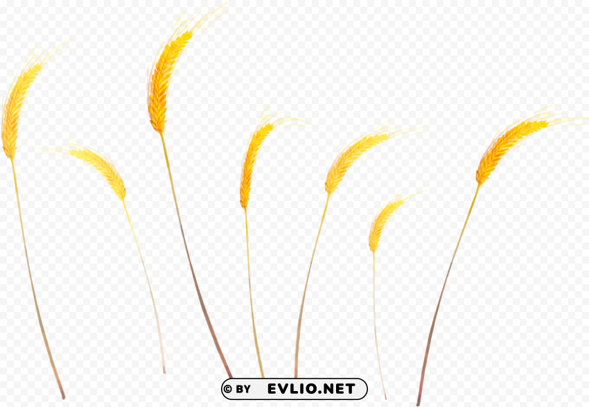 wheat Isolated Graphic with Clear Background PNG