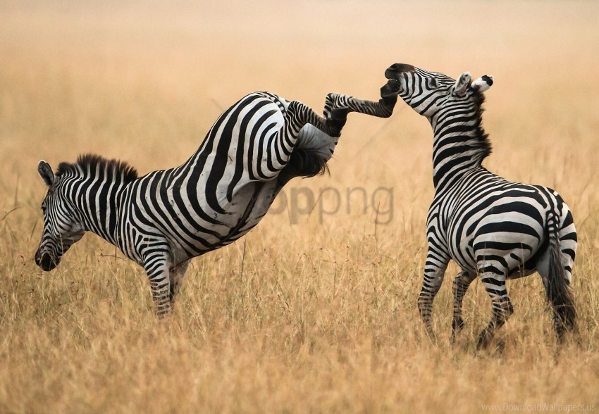 a pair of grass walk zebra wallpaper PNG images with cutout