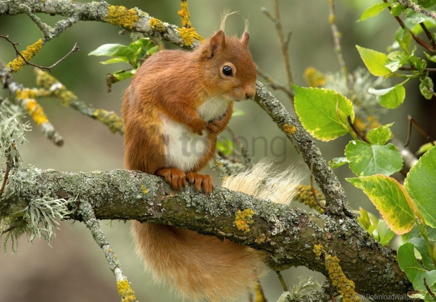 animal branch red squirrel wallpaper Isolated Item on Transparent PNG Format