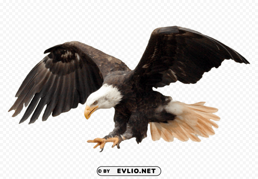Bald Eagle PNG pictures with no background required