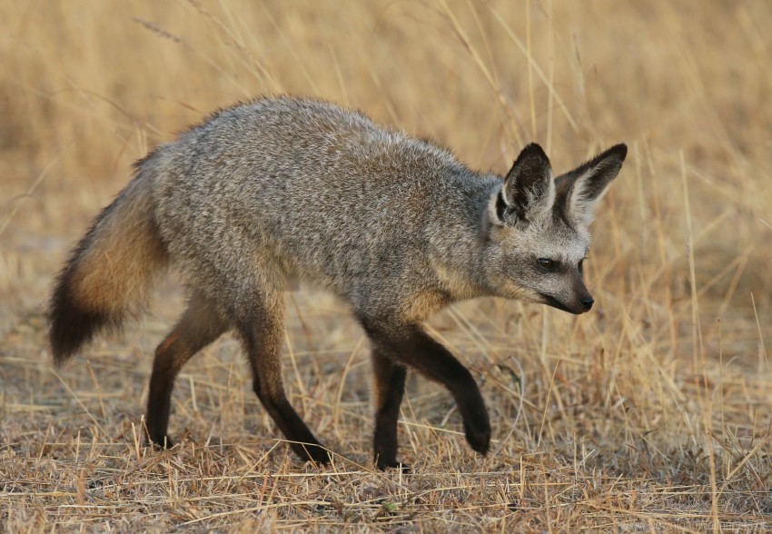bat-eared fox fox walk wallpaper Transparent PNG Isolated Graphic with Clarity