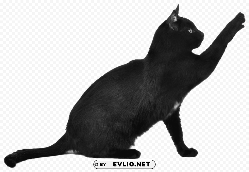 black cat scratching Transparent design PNG