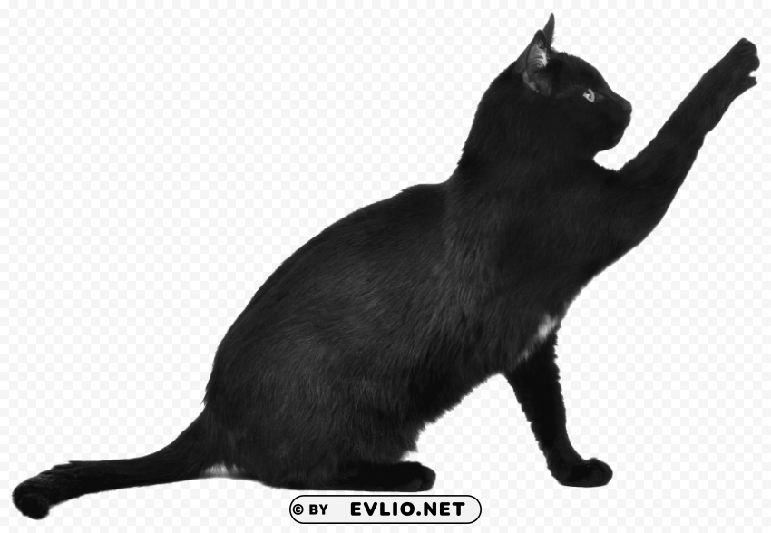 Black Cat Scratching Transparent Design PNG