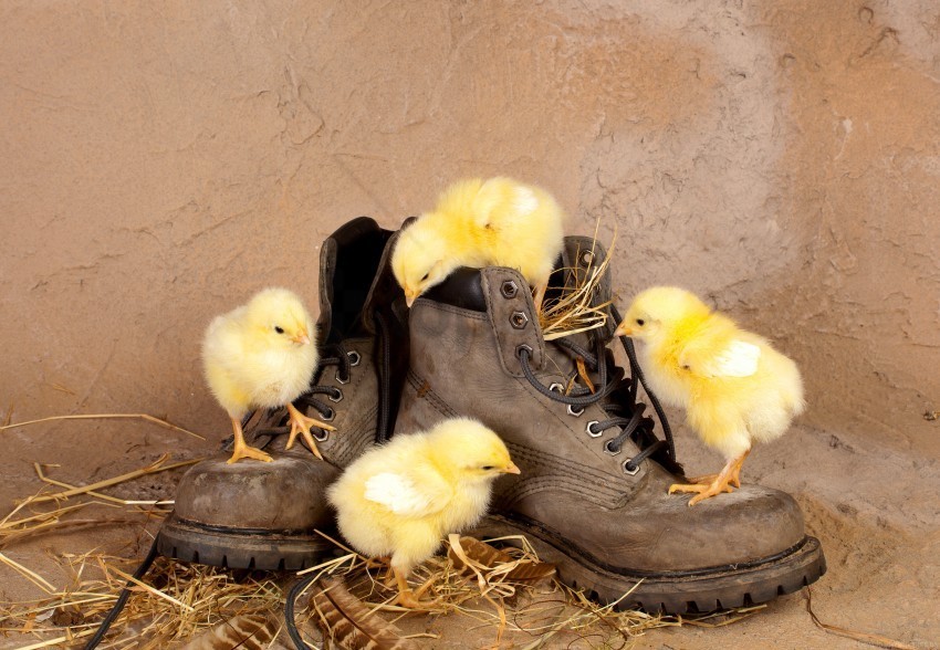 boots chickens chicks curiosity straw wallpaper PNG images without licensing