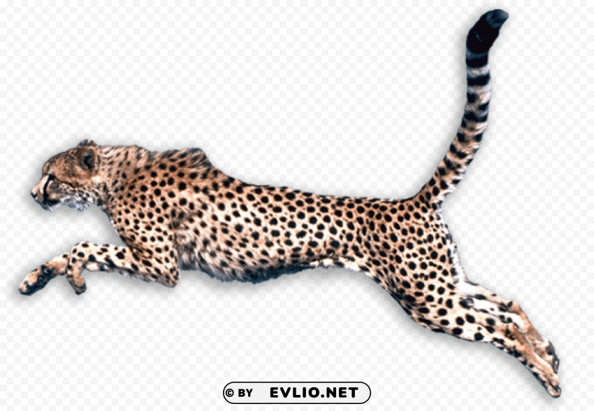 cheetah PNG files with transparency