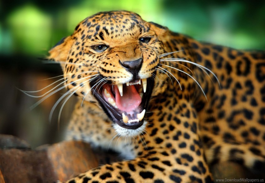 fall growl leopard rage snarl wild cat wallpaper Clear PNG pictures bundle