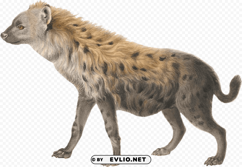 hyena PNG transparent photos extensive collection png images background - Image ID 04763e7e