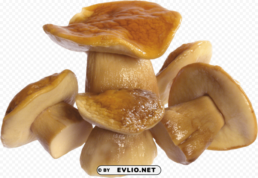 mushroom PNG Graphic with Clear Isolation