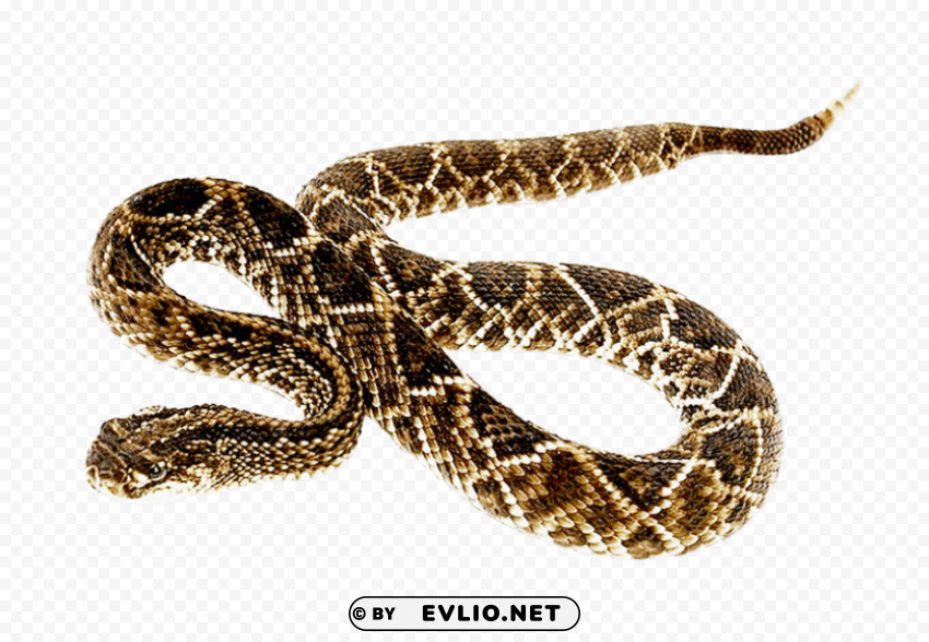 snake PNG for online use