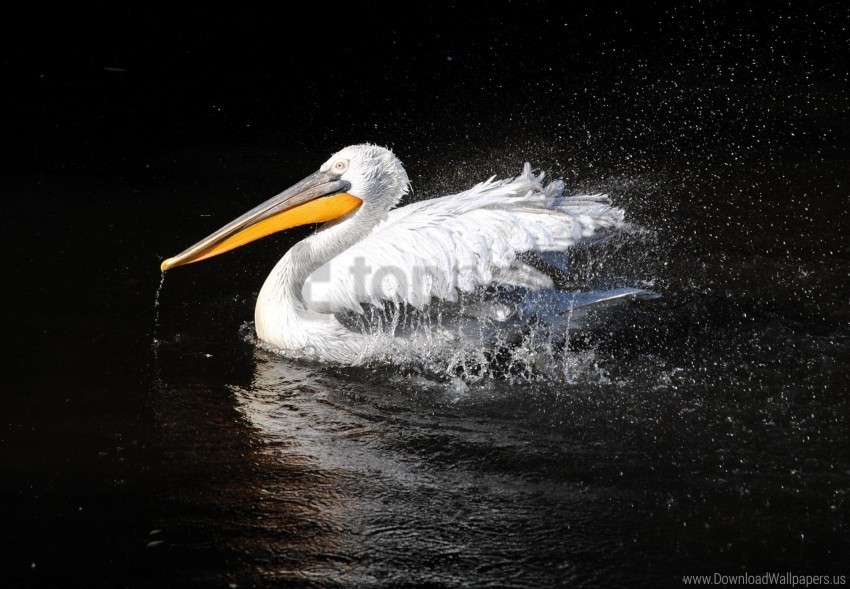beak bird black background pelican swim wallpaper PNG images without licensing