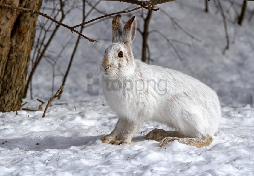 beast fear hare snow wallpaper PNG Graphic Isolated on Clear Background