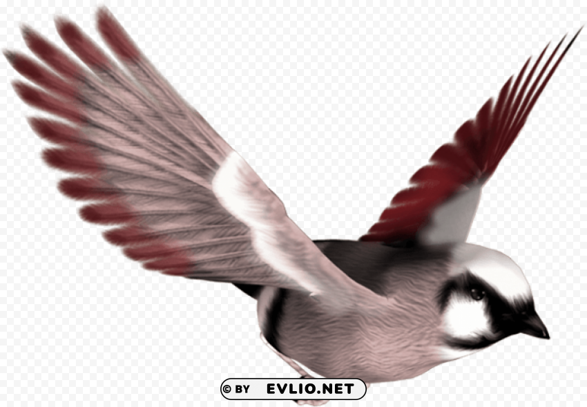 birds PNG Graphic Isolated with Transparency