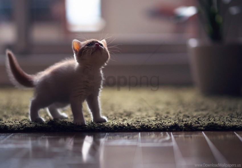 flooring kitten look mat shadow wallpaper Clear Background PNG with Isolation