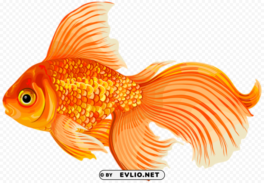 Gold Fish Clear Background PNG Isolation