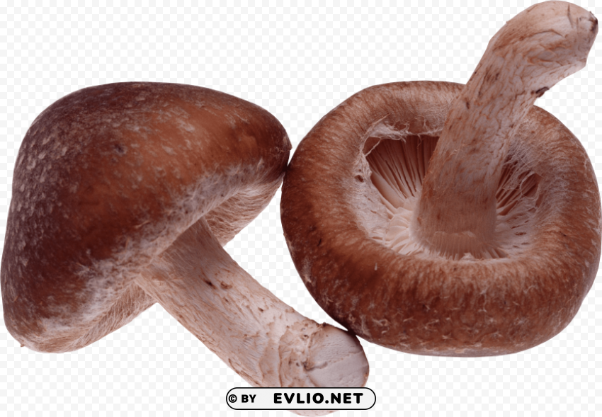 mushroom High-definition transparent PNG