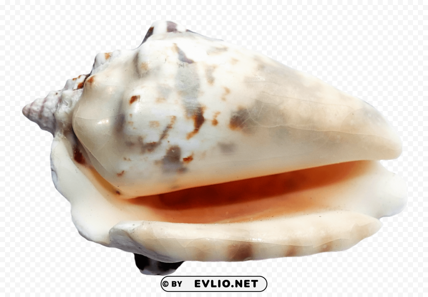 PNG image of Ocean Sea Shell Transparent PNG Isolated Illustration with a clear background - Image ID c3abda8a