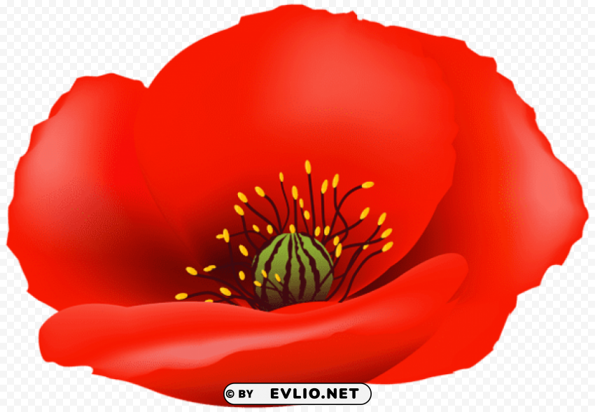 poppy flower Isolated Artwork on Clear Background PNG