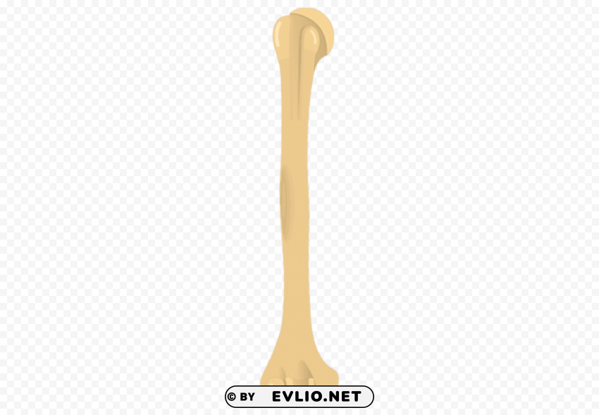 right humerus PNG transparent backgrounds