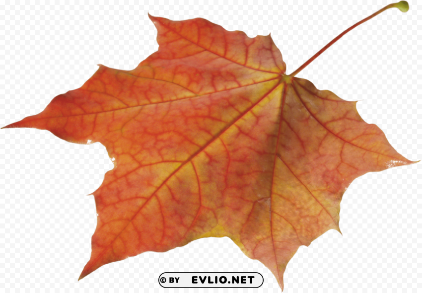 autumn leaf Isolated PNG Image with Transparent Background