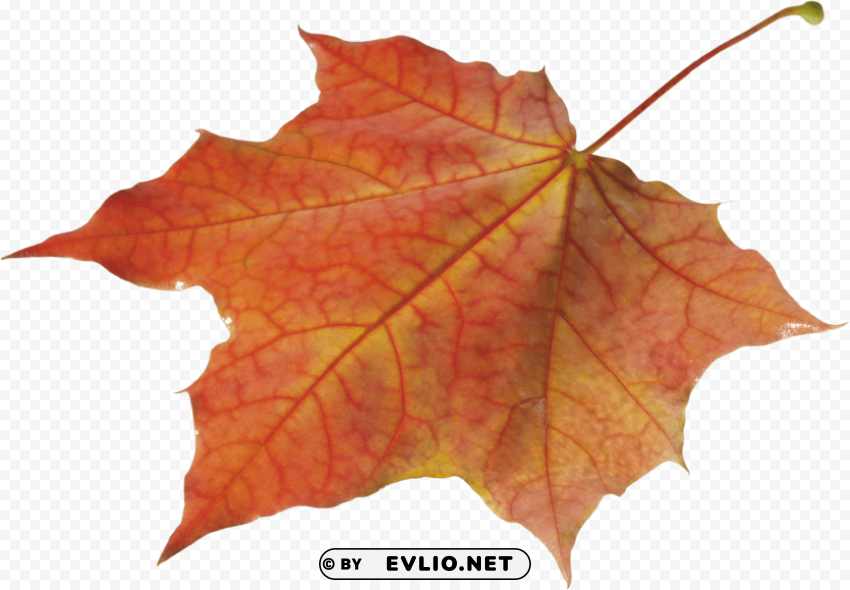 Autumn Leaf Transparent Background PNG Artworks