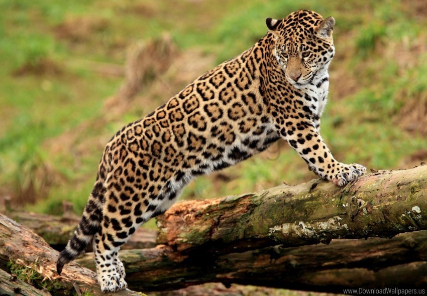 big cat jaguar log predator wallpaper PNG images with clear alpha channel