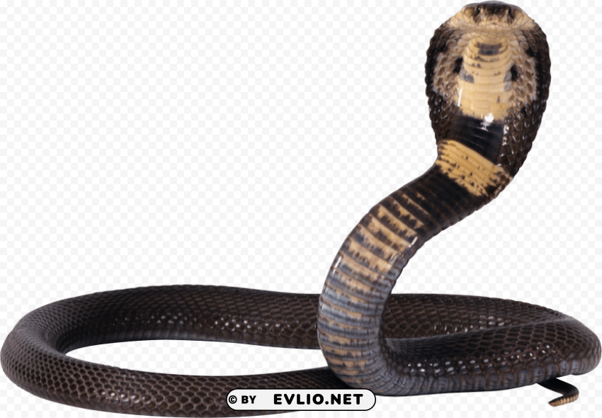 black and yellow snake Isolated Subject in Transparent PNG Format