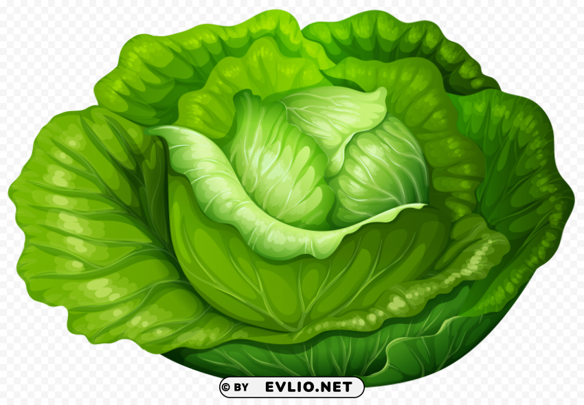 cabbage ClearCut Background PNG Isolated Element