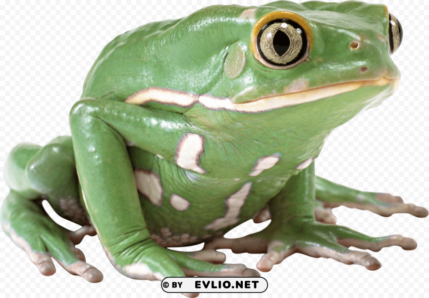 frog PNG clear images