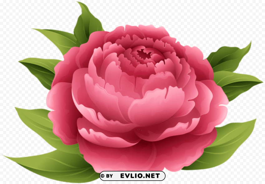 red peony PNG Graphic with Transparent Isolation