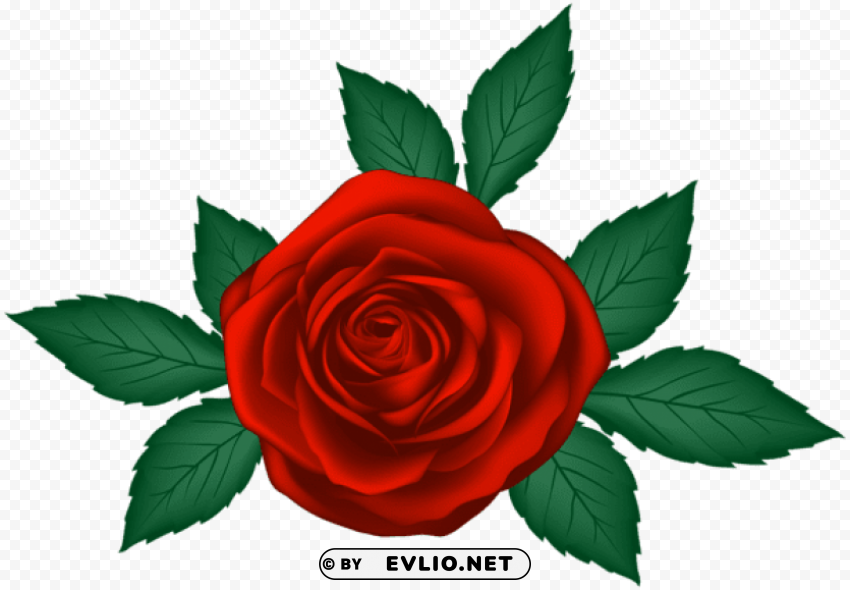 red rose transparent PNG for online use