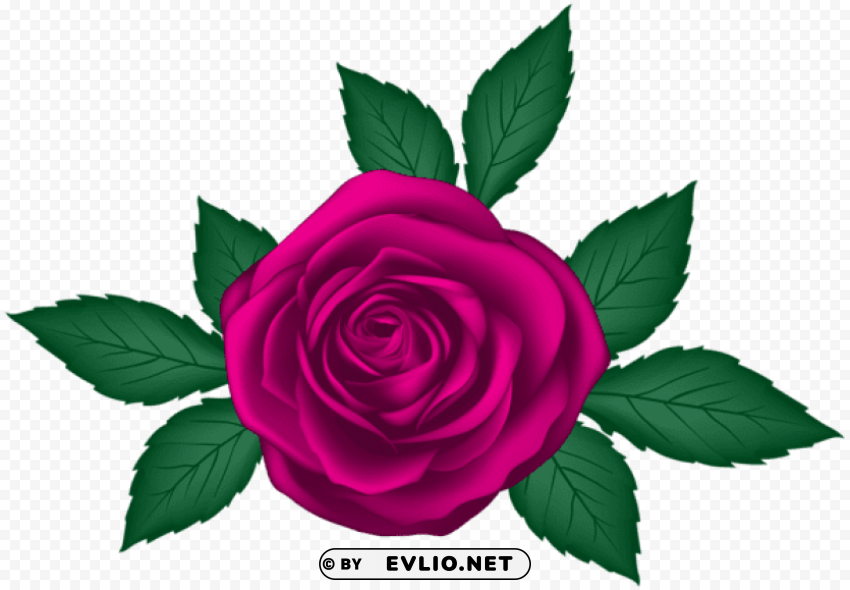 rose transparent PNG for Photoshop