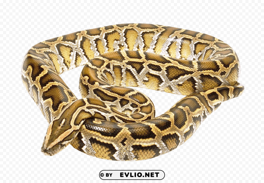 snake Free PNG images with alpha channel compilation
