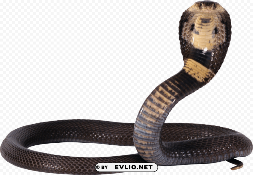 snake Free download PNG with alpha channel extensive images