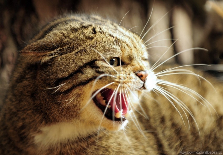 anger european wild cat face jaws rage teeth teeth wild cat wallpaper Clear Background PNG Isolated Design Element