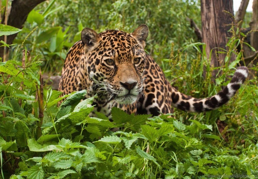 climb grass jaguar leaves predator wallpaper High-resolution transparent PNG files
