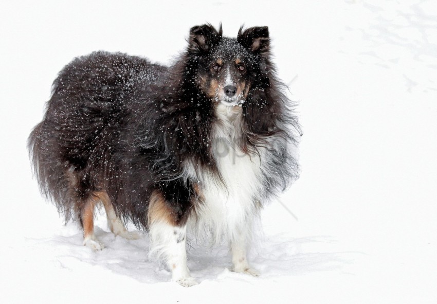collie dog fluffy snow wallpaper Transparent PNG Graphic with Isolated Object